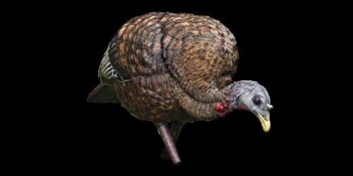 Avian X AVXAVX8007 LCD Feeder Hen Turkey Species Multi Color Dura