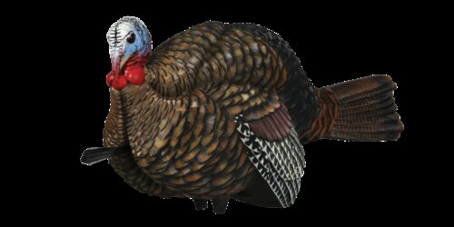 Avian X AVXAVX8012 LCD Half-Strut Jake Turkey Species Multi Color