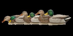 Avian X AVX-AVX8076 Topflight  Mallards Species Multi-Color