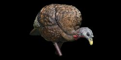 Avian X AVXAVX8007 LCD Feeder Hen Turkey Species Multi Color Dura