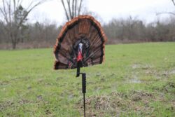Mojo Outdoors HW2497 Fatal Fan  Turkey Species Multi Color Synthe