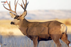 Birchwood Casey 37482 EZE-Scorer  Mule Deer Paper Hanging 23 x 35