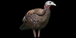 Avian X AVXAVX8008 LCD Breeder Hen Turkey Species Multi Color Dur