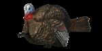 Avian X AVXAVX8012 LCD Half-Strut Jake Turkey Species Multi Color