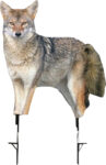 Montana Decoy Co Song Dog Coyote Decoy
