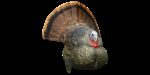 Avian X AVXAVX8004 LCD Strutter Turkey Species Multi Color Dura-R
