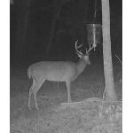 Mod 2 Ball Licker - Gravity Fed Deer Feeder