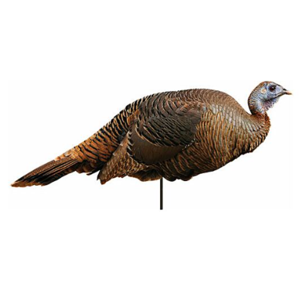 MONTANA DECOY TURKEY SPRING
