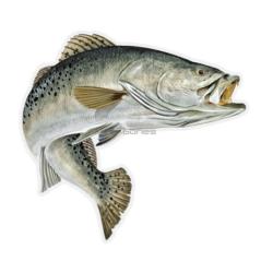 SALTY BONES MEGA FISH STICKER 8x11in SPECKLED TROUT