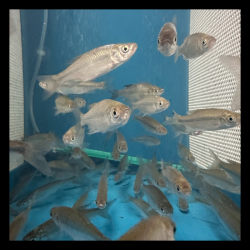 1DZ MD GOLDEN SHINER