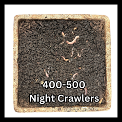 Flat of Night Crawlers