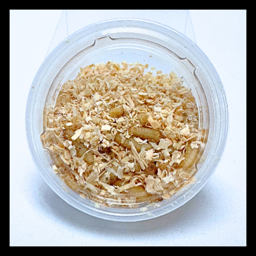 36CT WAX WORMS