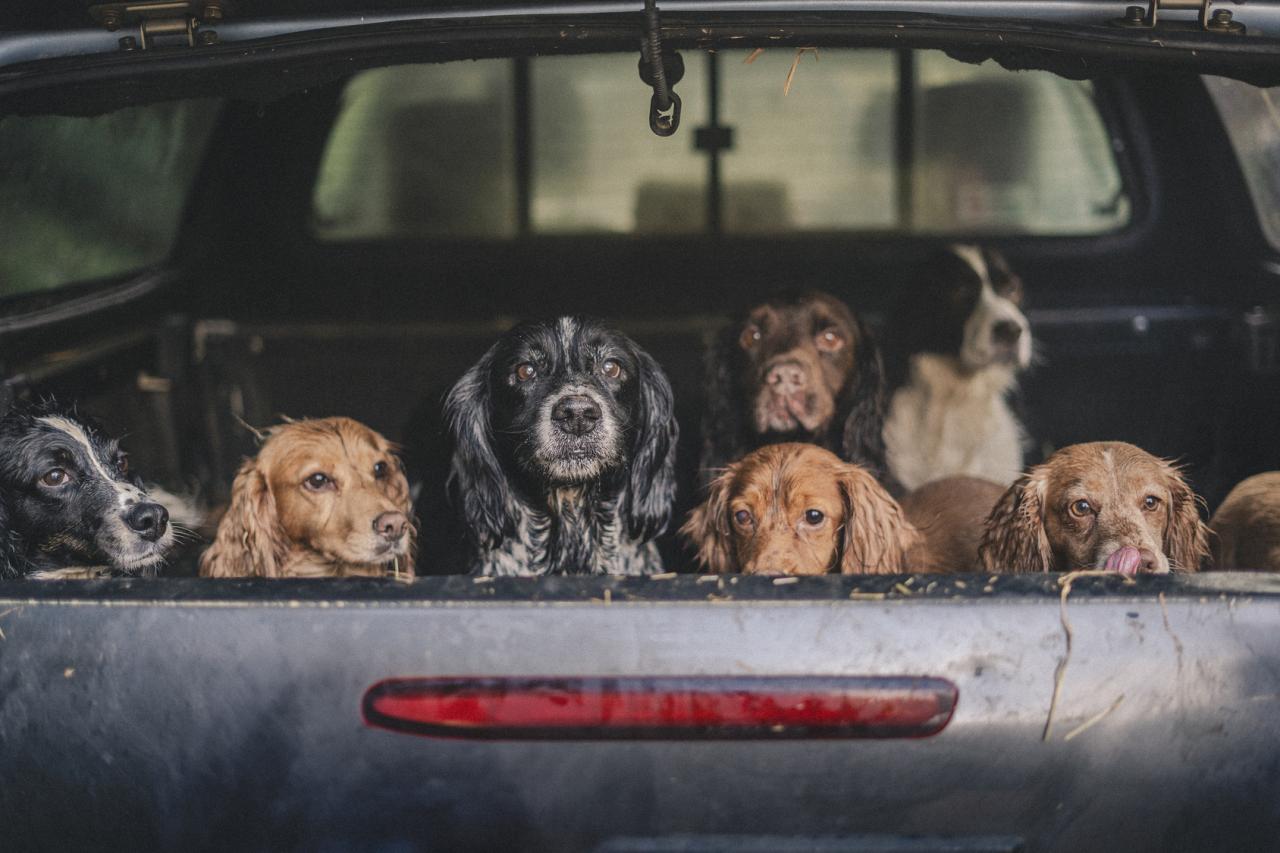 Hunting dogs in the back of a vehicle - Golden Eagle Auctions